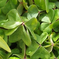 Oxalis oregana 'Bob Haszeldine'